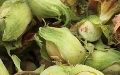 Whole Hazelnut in Husk (Organic, Fresh, Raw, Unpasterurized Grown Regeneratively in USA)