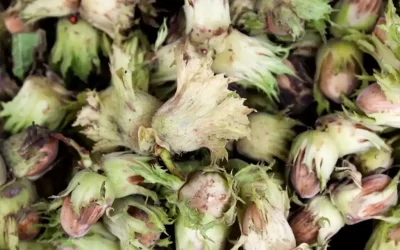Fresh Wet Hazelnuts / Raw Moist Organic Cobnuts (Organic, Dehusked)