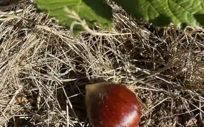 Fresh Organic Raw Chestnuts in Shell (Unpasteurized)