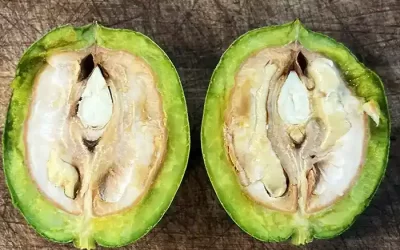 Young green Organic Product for personal consumption