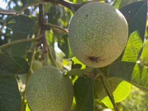 Green Walnuts from our Organic Livermore Walnut Tree