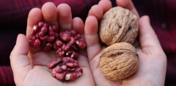 Regenerative Red Livermore Walnuts in Hands. Organic products California.