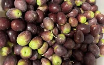 Organic Black Olives Manzanilla with Pit for Sale (Raw, Fresh, Regeneratively Grown)