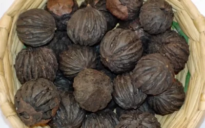 Black Walnuts in Green Hull or Skin (Wild)