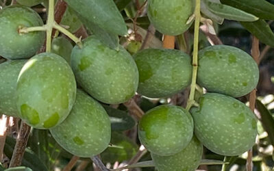 Raw Green Olives for Sale (Organic, California Grown, Large Sevillano, Uncured Green Olives with Pits, Regeneratively Grown)