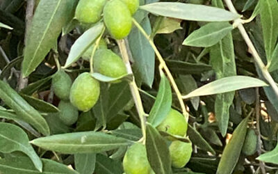 Manzanilla Green Olives with Pit (Organic, Raw, Fresh, Small Spanish Olives, Regeneratively Grown in California)