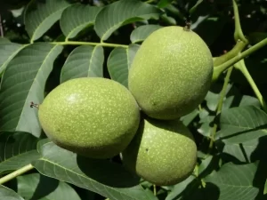 Three Organic Green Walnuts that are Raw and Unpasteurized on a branch.