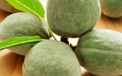 Organic Green Almonds (Raw, Unpasteurized)