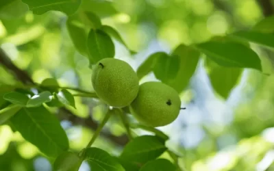 Green Black Walnuts Unripe (Wild)