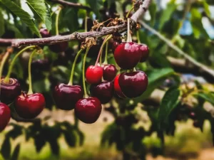 Fresh Organic Bing Cherries (Locally Grown)