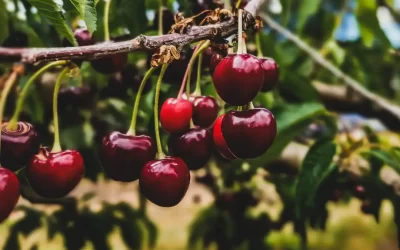 Fresh Organic Bing Cherries (Locally Grown)