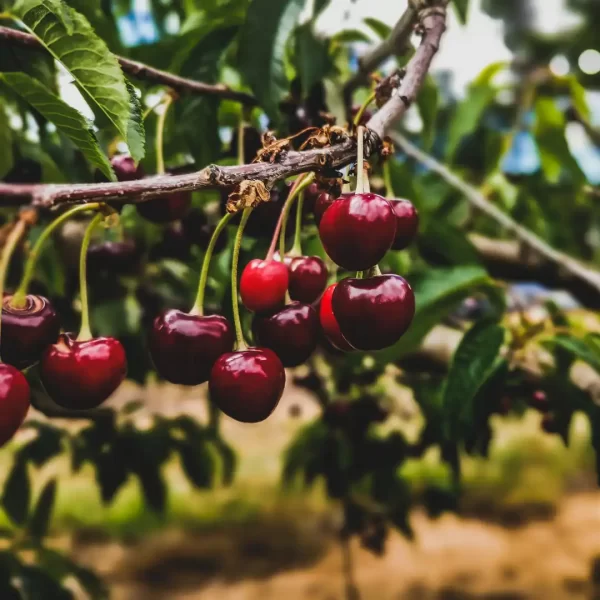 Fresh Organic Bing Cherries (Locally Grown)