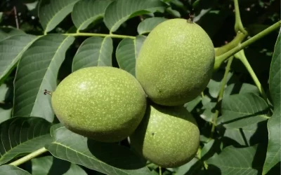 What Is a Green Nut?